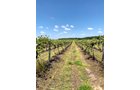 Concord Grapes in Van Buren County, Michigan farmland - LAND AUCTION - 194+/- ACRES OFFERED IN 5 TRACTS IN VAN BUREN COUNTY, MICHIGAN